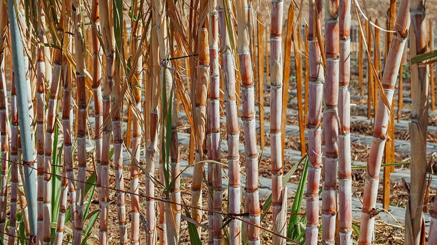 What are some Innovative Uses of Sugarcane?